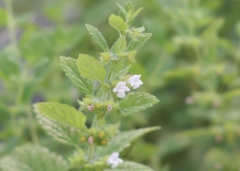 lemon balm